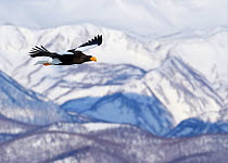 Steller's sea eagle (Haliaeetus pelagicus) in flight with mountains behind, Hokkaido Japan February