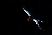 Steller's sea eagle (Haliaeetus pelagicus) flying against dark background, Hokkaido Japan February