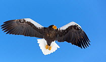 Steller's sea eagle (Haliaeetus pelagicus) flying portrait, Hokkaido Japan February