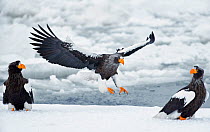 Steller's sea eagle (Haliaeetus pelagicus) landing next to two others on sea ice, Hokkaido Japan February