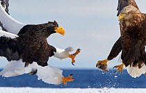 Steller's sea eagle (Haliaeetus pelagicus) fighting over food with White-tailed eagle (Haliaeetus albicilla) Hokkaido Japan February