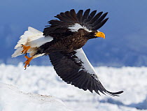 Steller's sea eagle (Haliaeetus pelagicus) in flight above sea ice, Hokkaido Japan February