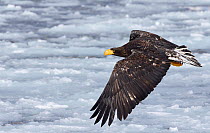 Steller's sea eagle (Haliaeetus pelagicus) subadult in flight above sea ice, Hokkaido Japan February