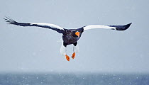 Steller's sea eagle (Haliaeetus pelagicus) in flight above sea ice, Hokkaido Japan February