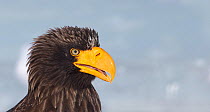 Steller's sea eagle (Haliaeetus pelagicus) head portrait, Hokkaido Japan February