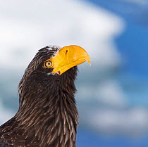 Steller's sea eagle (Haliaeetus pelagicus) head portrait, Hokkaido Japan February
