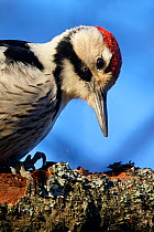 White-backed woodpecker (Dendrocopos leucotos) male portrait, Kotka Finland January