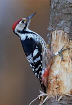 White-backed woodpecker (Dendrocopos leucotos) on side of tree, Helsinki Finland February