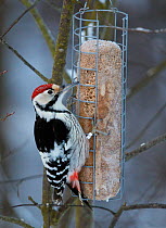 White-backed woodpecker (Dendrocopos leucotos) at feeder, Helsinki Finland February