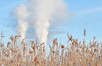 Bearded tit (Panurus biarmicus) flock feeding in reedbed, with industrial steam in background, Helsinki, Finland, January