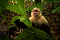 White-faced capuchin monkey (Cebus capucinus) Manuel Antonio National Park, Costa Rica.