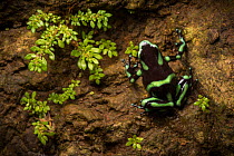 Green and black poison frog (Dendrobates auratus) Costa Rica, April 2015.