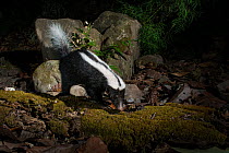 Stripe hog-nosed skunk (Conepatus semistriatus) camera trap image,  Nicoya Peninsula, Costa Rica, March 2015.