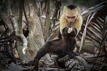 White-faced capuchin monkey (Cebus capucinus) finding insects in wood, Curu National Park, Costa Rica. March 2015.