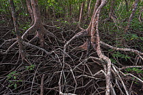 Red mangrove forest (Rhizophora mangle) along the Pacific coast of Costa Rica, March 2015.
