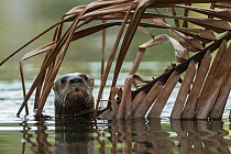 Neotropical river otter (Lontra longicaudis) in water, Nicoya Peninsula, Costa Rica, March 2015.