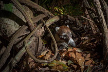 White-nosed coatimundi (Nasua narica) camera trap image,  Nicoya Peninsula, Costa Rica, March 2015.