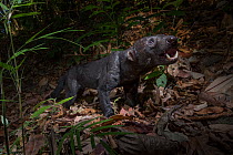 Tayra (Eira barbara) camera trap image,  Costa Rica. March 2015.