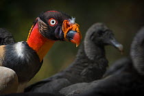 King vulture (Sarcoramphus papa) with Black vulture (Coragyps atratus) behind, Nicoya Peninsula, Costa Rica, March.