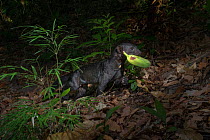 Tayra (Eira barbara) with plantain, camera trap image,  Costa Rica. March 2015.