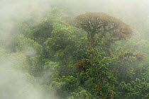 Cloud forest scene in the Monteverde Cloud Forest Reserve, Costa Rica, February 2015.