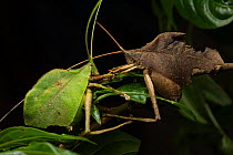 Costa Rican leaf katydids (Mimetica mortuifolia) Monteverde Cloud Forest Reserve, Costa Rica, February 2015.