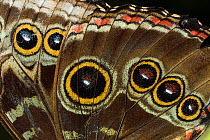 Eyespots on wing of Giant owl butterfly, (Caligo memnon) Tortuguero National Park, Costa Rica, February 2015.