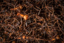 Army ants (Eciton sp.) formed into bivouac with soldier, Costa Rica. February 2015.