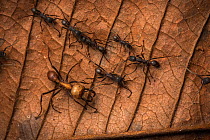 Army ants (Eciton sp.) Costa Rica. February 2015.