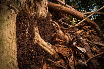 Army ant (Eciton sp.) formed into bivouac, Costa Rica. February 2015.