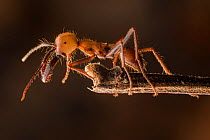 Army ant (Eciton sp.) soldier, Costa Rica. February 2015.