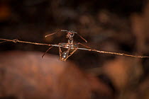 Army ant (Eciton sp.) linked with others to make a bridge, Costa Rica. February 2015.