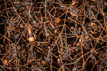 Army ants (Eciton sp.) formed into bivouac, Costa Rica. February 2015.