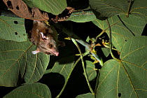 Woolly opossum (Caluromys derbianus) Nicoya Peninsula, Costa Rica. January 2015.
