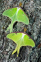 Luna moths (Actias luna) New Brunswick, Canada, June.