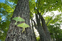 Luna moths (Actias luna) New Brunswick, Canada, June.