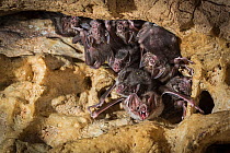 Common vampire bats (Desmodus rotundus) roosting in cave, Costa Rica.