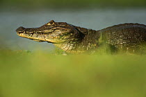 Spectacled caiman (Caiman crocodilus) profile, Cano Negro National Park, Costa Rica.