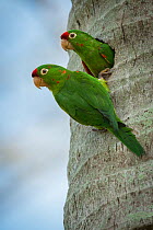 Crimson-fronted parakeets (Psittacara finschi) at nest cavity, Costa Rica, April 2014.