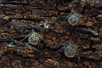 Proboscis bats (Rhynchonycteris naso) day roosting, Costa Rica, March 2014.
