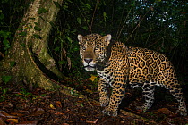 Jaguar (Panthera onca) camera trap image,  Tortuguero National Park, Costa Rica.