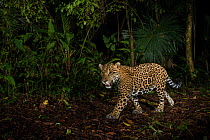 Jaguar (Panthera onca) camera trap image,  Tortuguero National Park, Costa Rica.