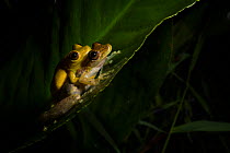 Olive-snouted treefrogs (Scinax elaechroa) mating in amplexus, Tortuguero National Park, Costa Rica.