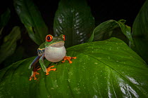 Red-eyed treefrog (Agalychnis calidryas) calling, vocal sac inlated, Tortuguero National Park, Costa Rica.