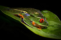 Red-eyed treefrogs (Agalychnis calidryas) mating in amplexus, Tortuguero National Park, Costa Rica.