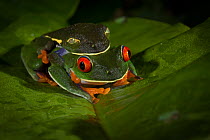 Red-eyed treefrogs (Agalychnis calidryas) mating in amplexus, Tortuguero National Park, Costa Rica.