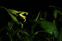 Leaf mantis (Choeradodis sp.) Tortuguero National Park, Costa Rica.