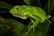 Green iguana (Iguana iguana) resting at night in Tortuguero National Park, Costa Rica.