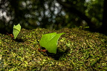 Leaf cutter ants (Atta sp.) Tortuguero National Park,  Costa Rica.