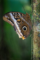 Giant owl butterfly, (Caligo memnon) Tortuguero National Park, Costa Rica.